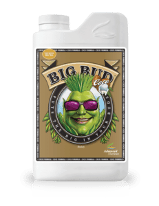 AN Big bud Coco